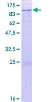 Human CUX1 / CASP Protein (Recombinant GST)