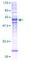 Human MRGPRX2 / MRGX2 Protein (Recombinant GST)