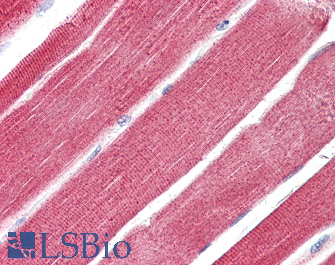 Polyclonal Rabbit anti-Human RHOT1 Antibody (N-Terminus, IHC, WB)