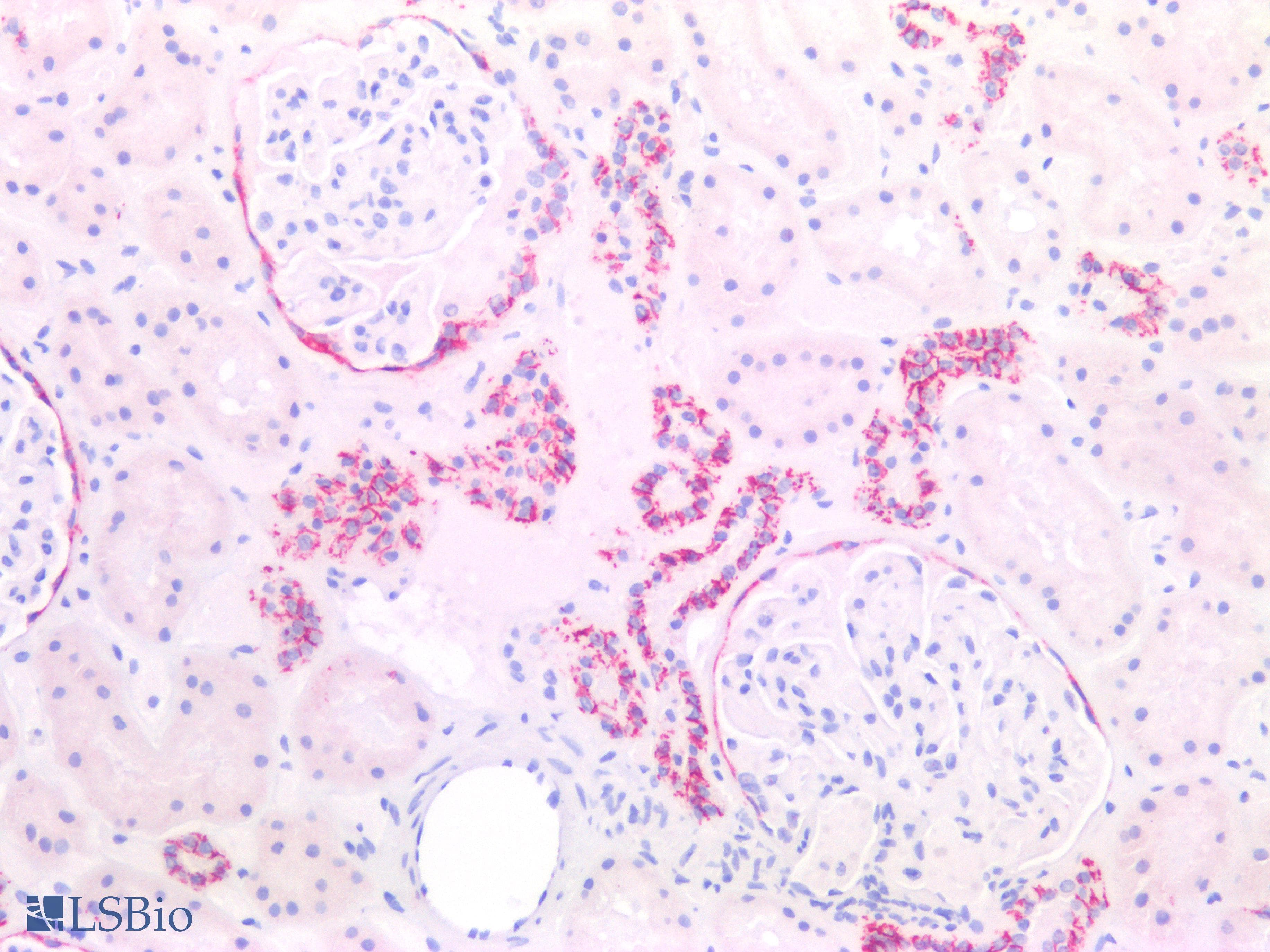 PathPlus™ CLDN1 / Claudin 1 Antibody