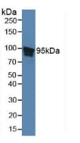 STAT5B Antibody (aa497-749, Cy3)