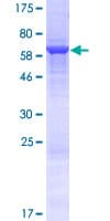 Human CBWD1 Protein (Recombinant GST)