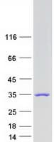 Human VCPKMT / C14orf138 Protein (Recombinant Myc-DDK (Flag))