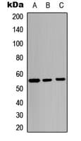 MDM2 Antibody (C-Terminus)