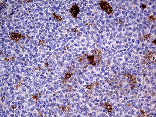 PRODH Antibody (clone OTI2C11)