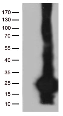 SCP2D1 / C20orf79 Antibody (clone OTI2G9)