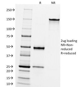 Monoclonal Mouse anti-Human MME / CD10 Antibody (clone FR4D11, IF)