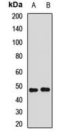 ESRRA / ERR Alpha Antibody