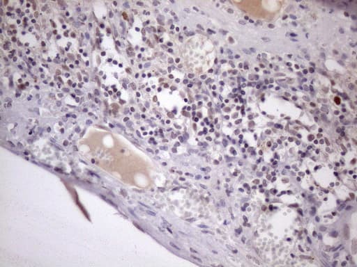 ZC3H8 Antibody (clone OTI4H5)