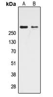 CREBBP / CREB Binding Protein Antibody (Internal)