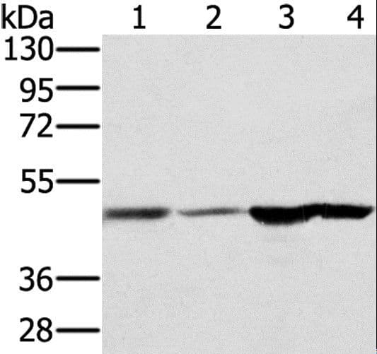 RNH1 Antibody