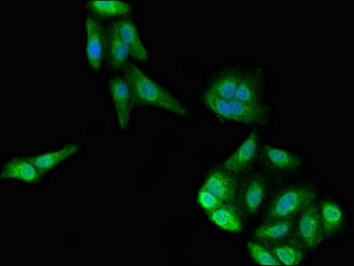 ISG54 / IFIT2 Antibody