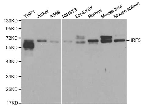 IRF5 Antibody