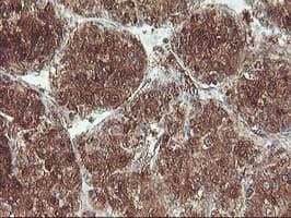 UBOX5 Antibody (clone OTI1C5)