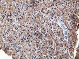 OSBP Antibody (clone OTI1F2)