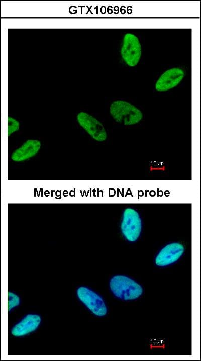 C9orf78 Antibody (aa1-239)