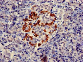 PTF1A Antibody