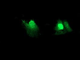 RFXANK Antibody (clone OTI3F5)
