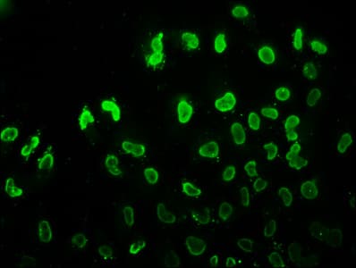 HIST1H3A Antibody