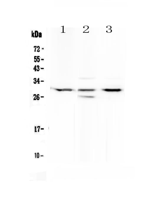 MED8 Antibody