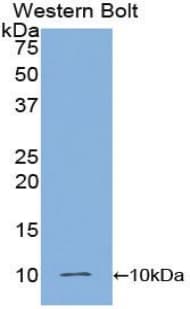 Insulin Antibody (aa25-54)