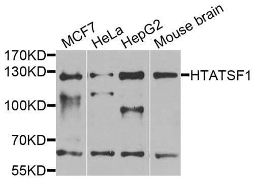 HTATSF1 / TAT-SF1 Antibody