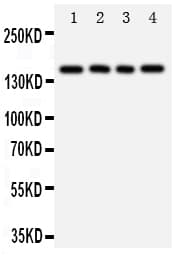 TNR / Tenascin R Antibody (aa104-117)