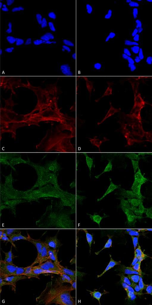 4-Hydroxy-2-hexenal Antibody (clone 6F10, APC)