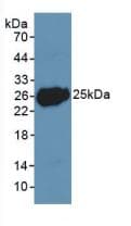 LIF Antibody (aa2-201)