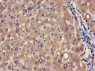 VPS39 Antibody
