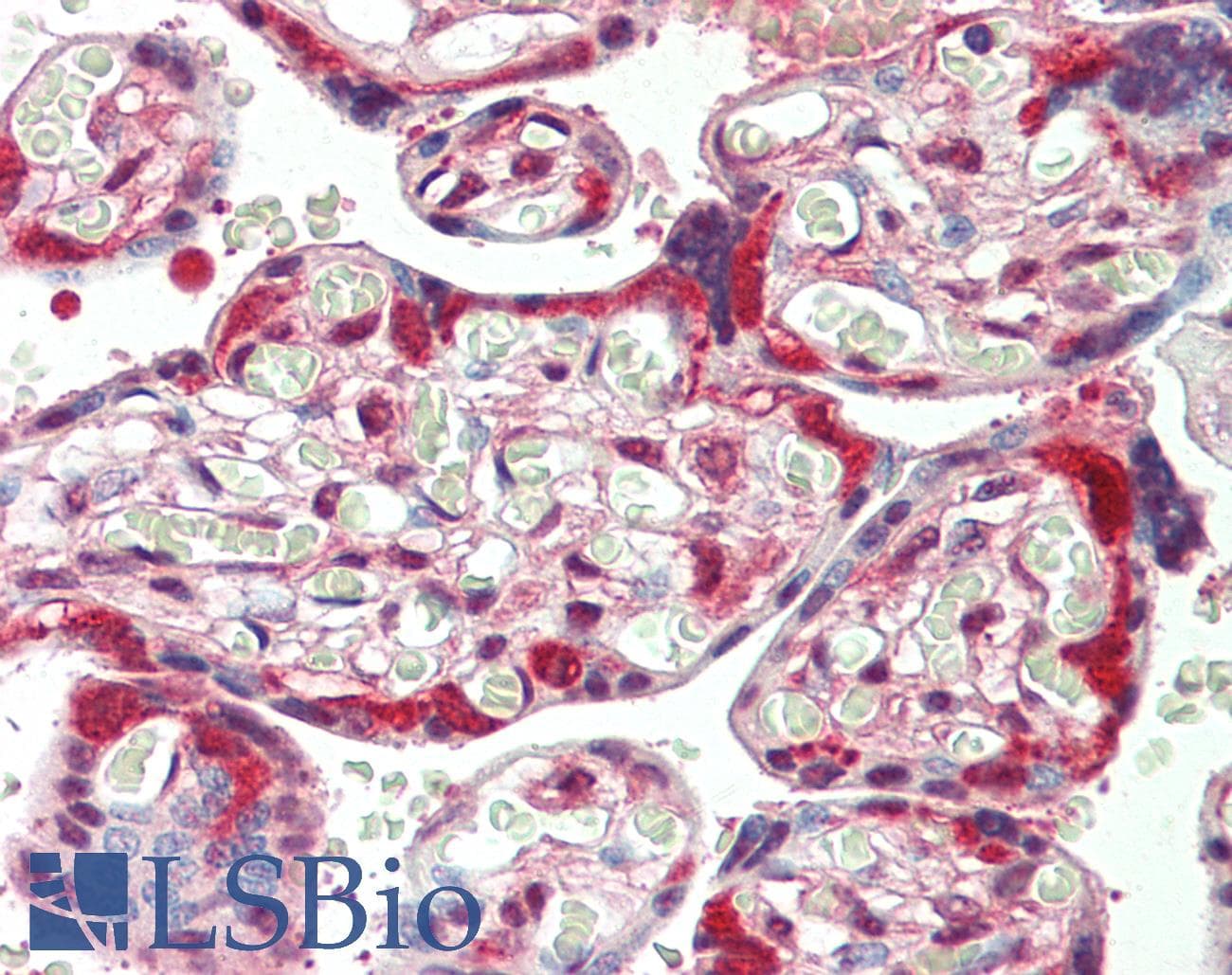 IHC-plus™ Monoclonal Mouse anti-Human HSP90AB1 / HSP90 Alpha B1 Antibody (clone 5G4, aa149-357, IHC, IF, WB)