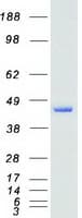 Human NFE2 / p45 Protein (Recombinant Myc-DDK (Flag))