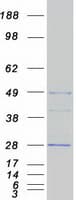 Human EGLN3 / PHD3 Protein (Recombinant Myc-DDK (Flag))