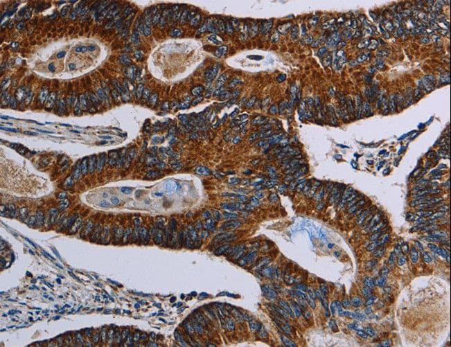 NDUFA4 Antibody