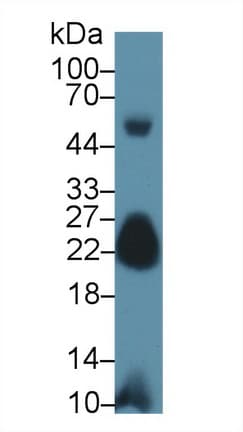 MYL7 Antibody (aa11-148, PE)