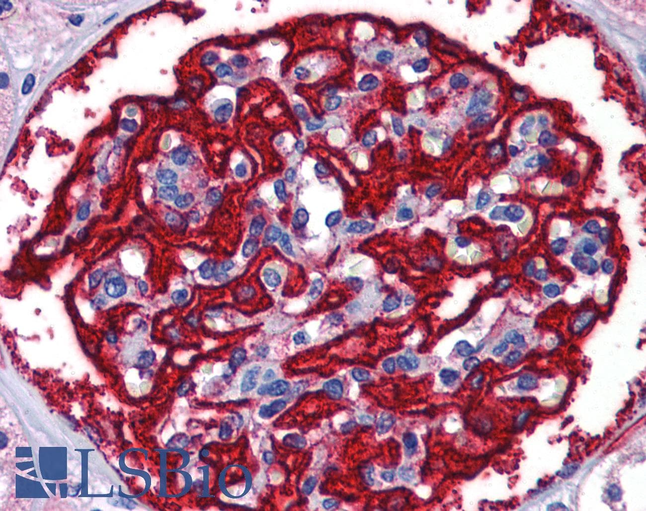 FTH1 / Ferritin Heavy Chain Antibody (aa110-159)