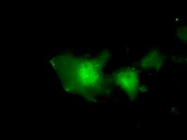 EIF2S1 Antibody (clone OTI3H4)