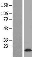 COX20 Protein (Over-Expression Lysate Myc-DDK (Flag))