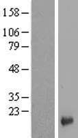 LYPD1 Protein (Over-Expression Lysate Myc-DDK (Flag))