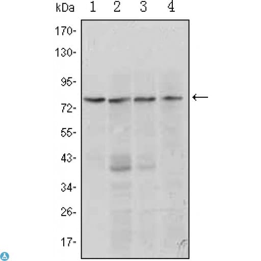 BLIMP1 / PRDM1 Antibody