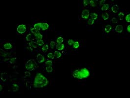 SOX17 Antibody (clone OTI3B10)