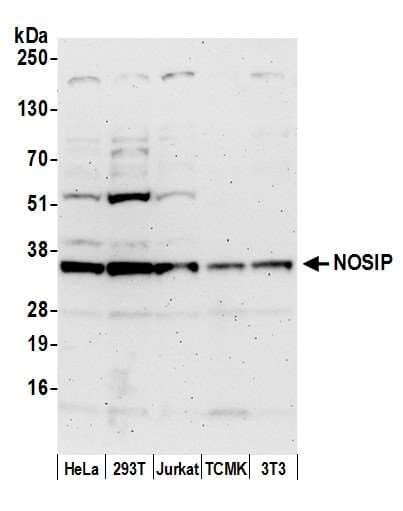 NOSIP Antibody (aa1-50)