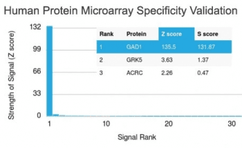 GAD1 / GAD67 Antibody (clone GAD1/2391)