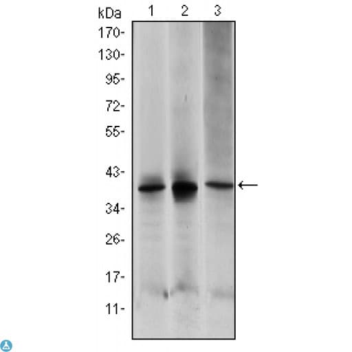 MAP2K6 / MEK6 / MKK6 Antibody