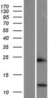 SPINK6 Protein (Over-Expression Lysate Myc-DDK (Flag))