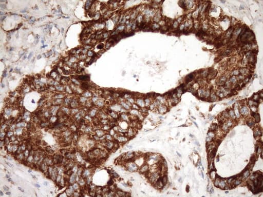 Monoclonal Mouse anti-Human STOML2 Antibody (clone OTI1F5, IHC, WB)