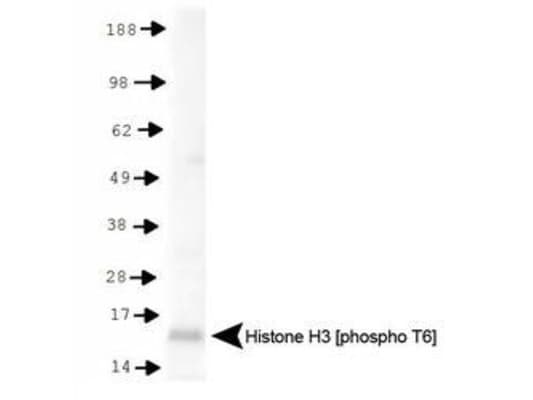 HIST3H3 Antibody (phospho-Thr6)