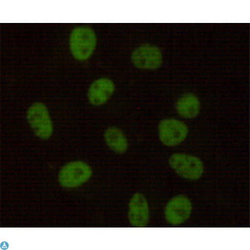 PRKDC / DNA-PKcs Antibody