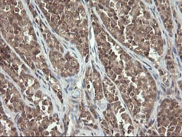PIK3CG / PI3K Gamma Antibody (clone OTI1A9)