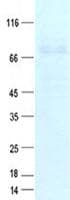 Human CHRNA4 / NACHR Protein (Recombinant Myc-DDK (Flag), C-terminus)